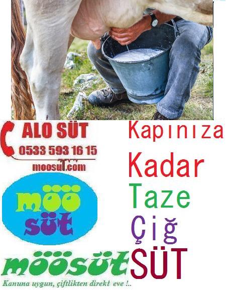 Çiğ Günlük Süt Kullanımı